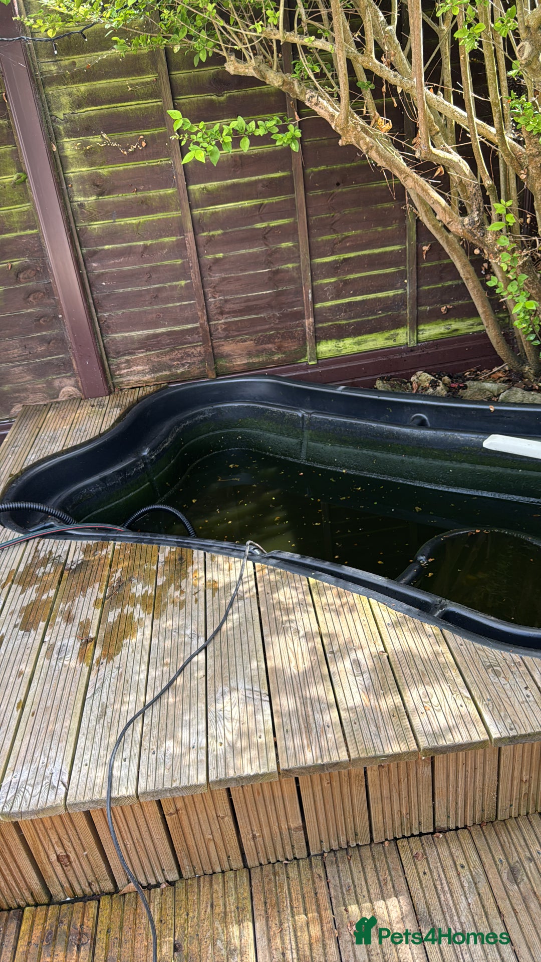 Koi Carp fish for sale: Beautiful Gold-Orange Koi Carp - Image 4