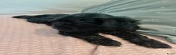 Schnoodle dogs for sale: Stunning Schnoodles  in Bury Saint Edmunds - Advert 4