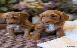 Australian Labradoodle dogs for sale: Mini Australian labradoodles, DNA health tested. - Image 2