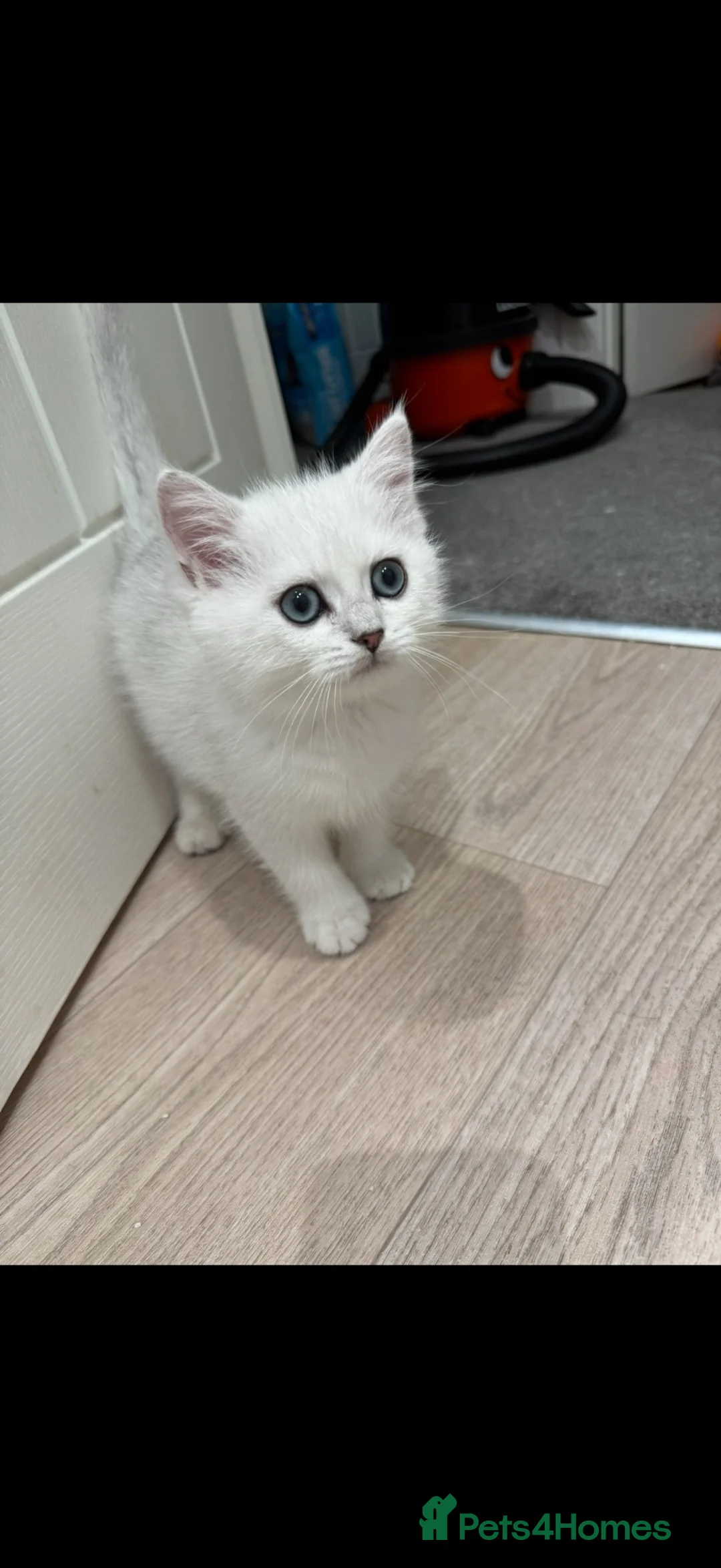 British Shorthair cats for sale: Last boy British shorthair silver point  - Advert 1