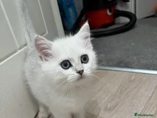 British Shorthair cats Last boy British shorthair silver point - Advert 2