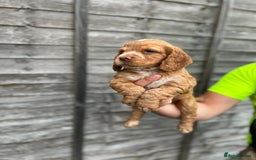 Cocker Spaniel dogs for sale: Working cocker spaniel  - Image 4