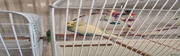 Canaries birds for sale: Lovely Cannary and budgie for sale - Advert 4