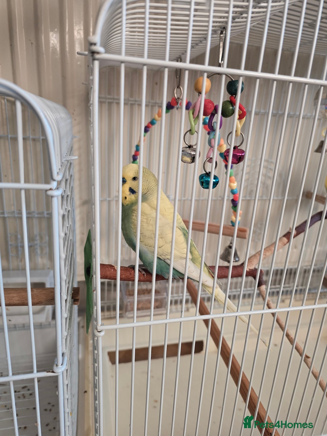 Canaries birds for sale: Lovely Cannary and budgie for sale - Advert 4