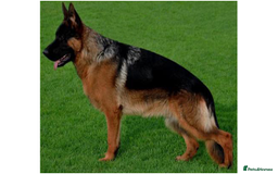 German Shepherd dogs for sale: West German German Shepherd stud dog for sale - Image 1