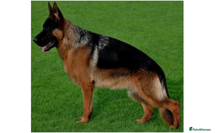 German Shepherd dogs - Advert 7