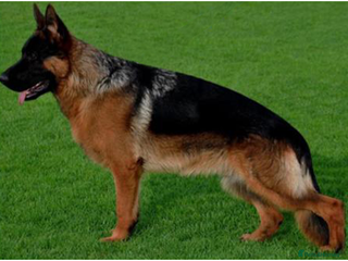 German Shepherd dogs - Advert 15