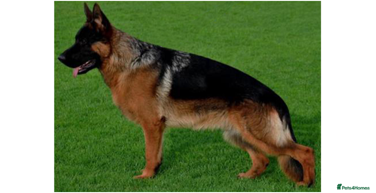 German Shepherd dogs - Advert 10