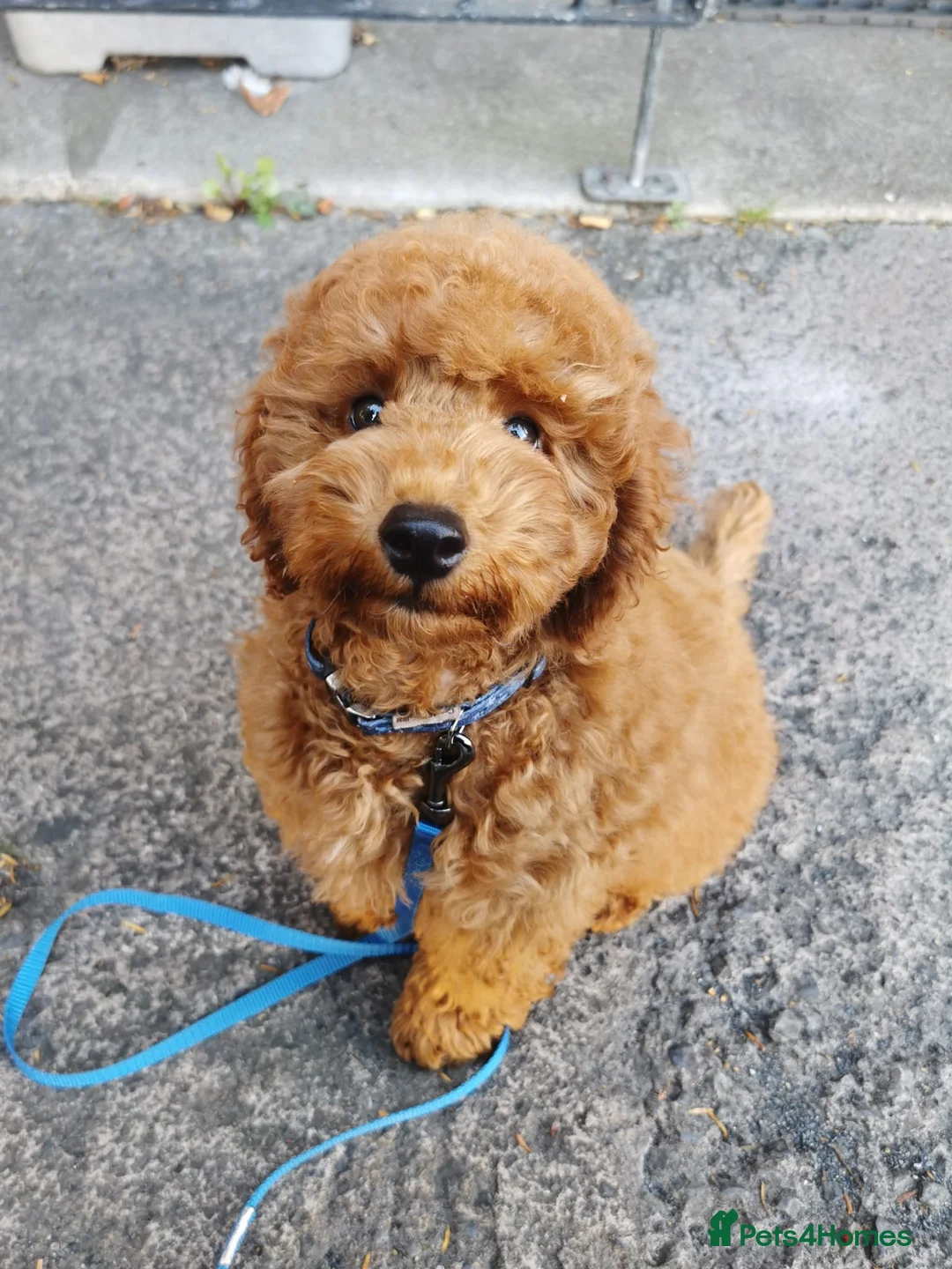 Miniature Poodle dogs for stud: Miniature poodle in Shepton Mallet - Advert 5