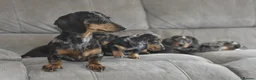 Dachshund dogs for sale: Amazing dachshund puppies - Advert 8
