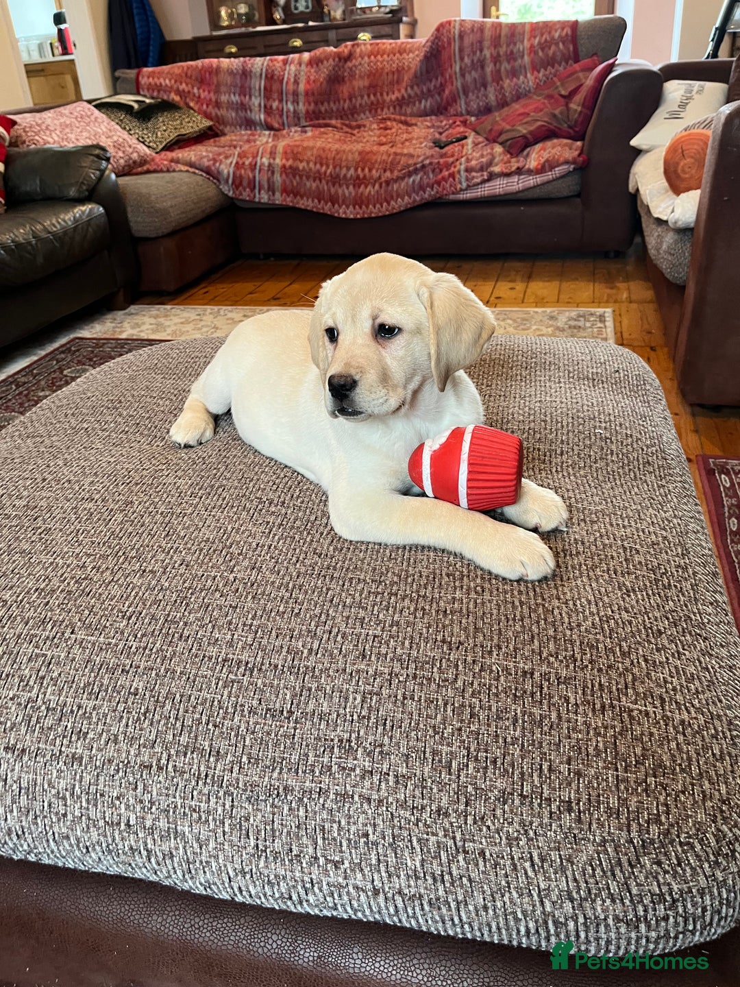 Labrador Retriever dogs for sale: Extensively health tested white chunky Labradors  - Advert 10