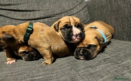 Boxer dogs for sale: Beautiful bob/tailed litter pure boxers  - Advert 34