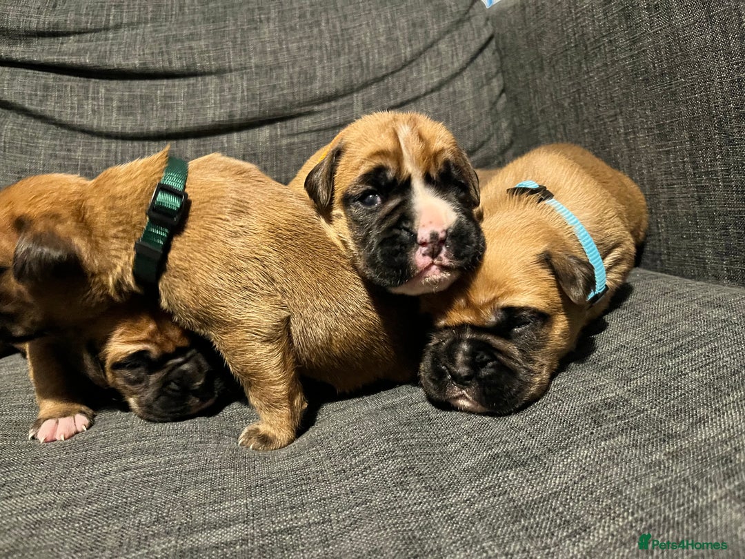 Boxer dogs for sale: Beautiful bob/tailed litter pure boxers  - Advert 34