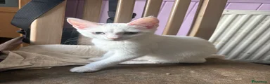 Tuna
