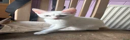 Mixed Breed cats for sale: 5 beautiful kittens - Advert 3