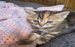 Domestic Shorthair cats for sale: Beautiful/chunky domestic short hair kittens  - Image 6