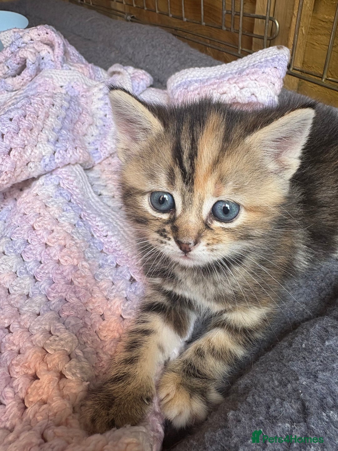 Domestic Shorthair cats for sale: Beautiful/chunky domestic short hair kittens  - Image 6