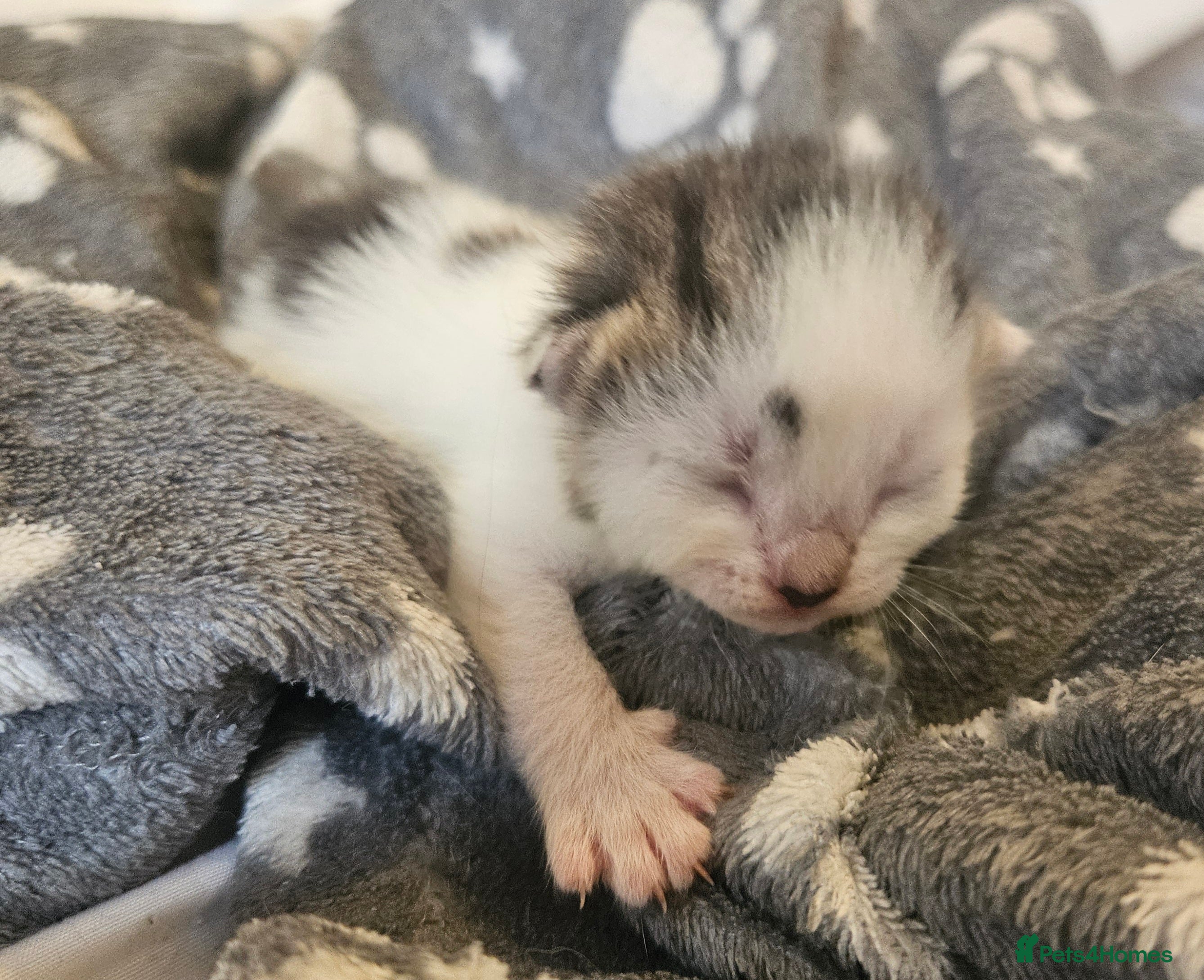 Mixed Breed cats ONE LEFT TO RESERVE 4 Beautiful Kittens For Sale - Advert 15