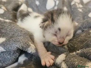 Mixed Breed cats ONE LEFT TO RESERVE 4 Beautiful Kittens For Sale - Advert 15