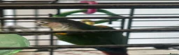 Conures birds for sale: Jenday and green cheek conures with cage  in Cannock - Advert 4