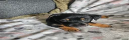 Jack Russell dogs for sale: Beautiful Black & Tan Jack Russell puppy's  - Advert 2