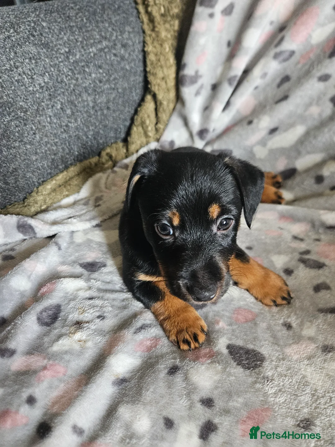 Jack Russell dogs for sale: Beautiful Black & Tan Jack Russell puppy's  - Advert 2