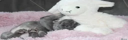 French Bulldog dogs for sale: 💜BLUEBELLE  THE LAST LITTLE BLUE GIRL 💜 - Advert 7
