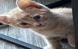 Mixed Breed cats for sale: Cute babies ready to leave  - Image 7