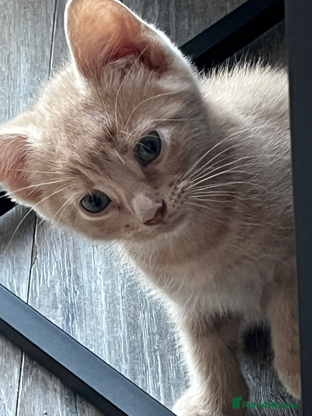 Mixed Breed cats for sale: Cute babies ready to leave  - Image 7