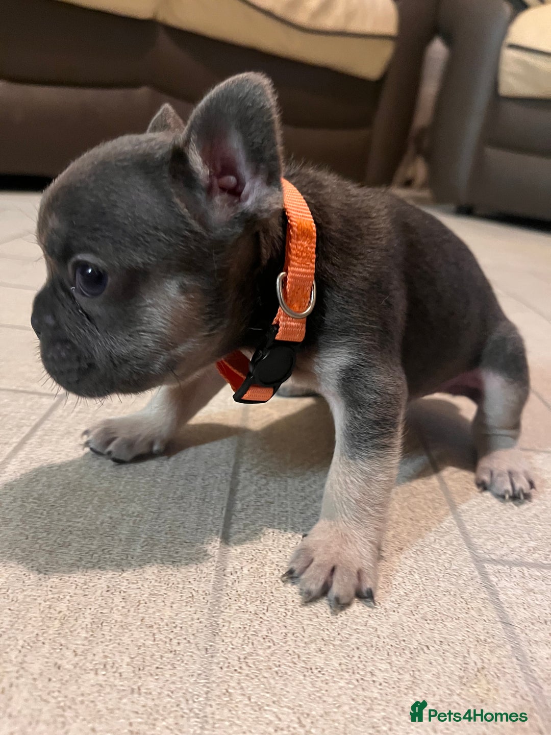 French Bulldog dogs for sale: Cutest frenchies pups  - Advert 19