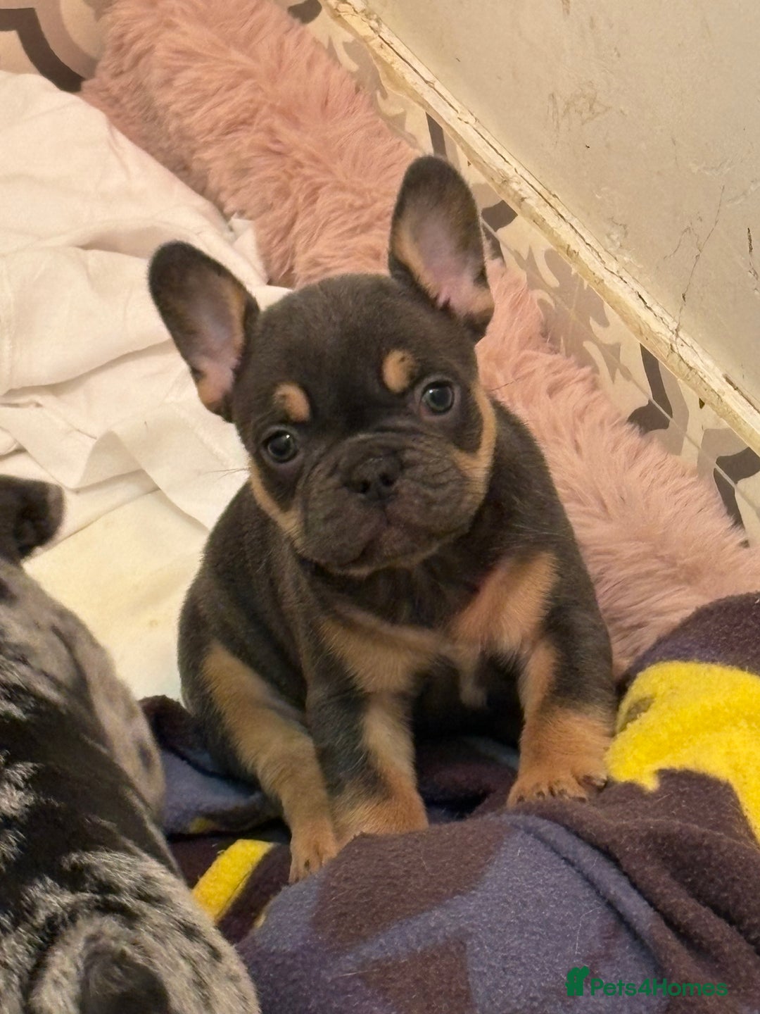 French Bulldog dogs for sale: *REDUCED* READY TO LEAVE French bulldogs  - Advert 13