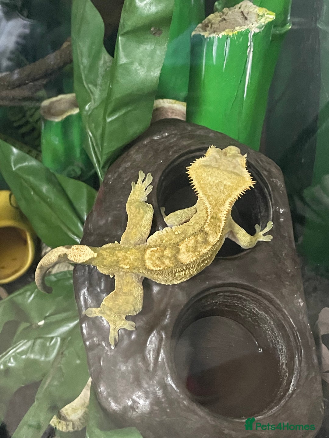 Gecko reptiles for sale: Crested Gecko - Image 3