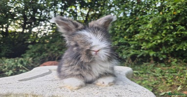 Angora rabbits - Advert 6