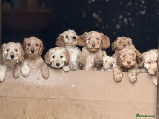 Cockapoo dogs F1 standard Cockapoo’s - Advert 6