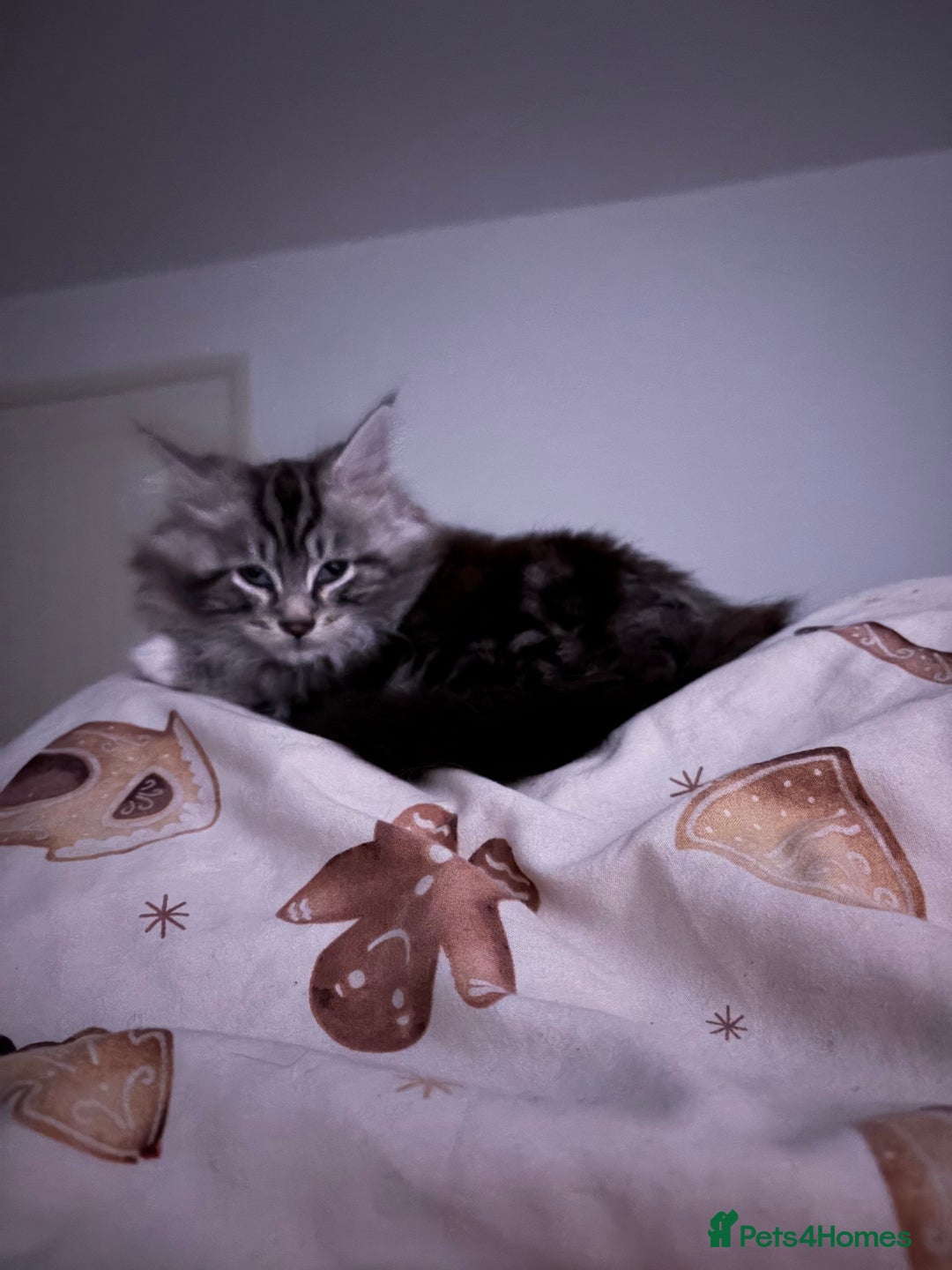 Mixed Breed cats for sale: Beautiful kitten maine coon mixed  - Advert 5