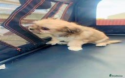Mixed Breed dogs for sale: Tini Malchi puppies  - Image 5