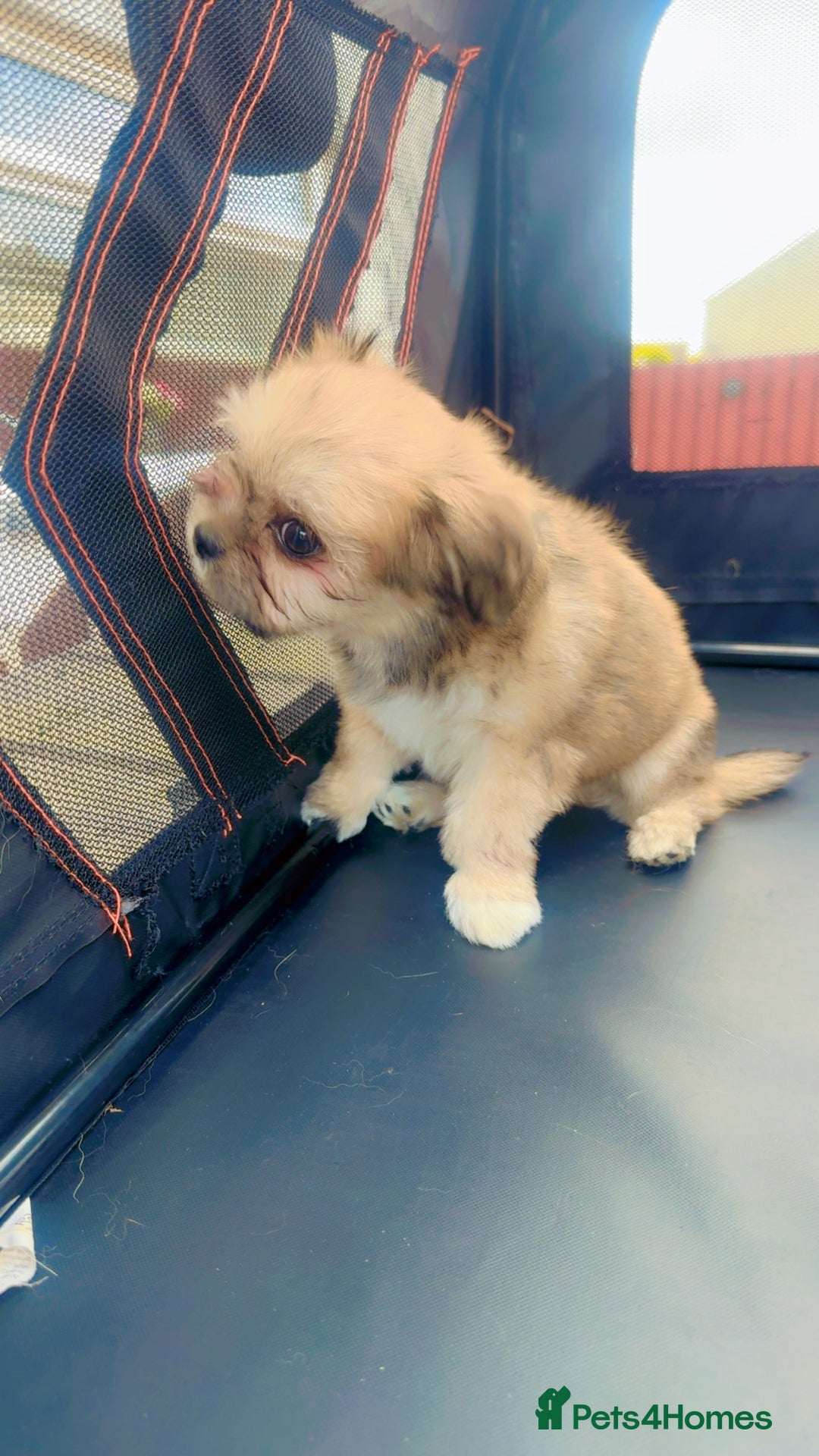 Mixed Breed dogs for sale: Tini Malchi puppies  - Image 5
