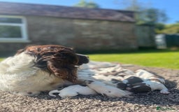 English Springer Spaniel dogs for sale: 2025 FTCH ROSEBAY BLUE,WELL MARKED LITTER ESS PUPS - Image 4