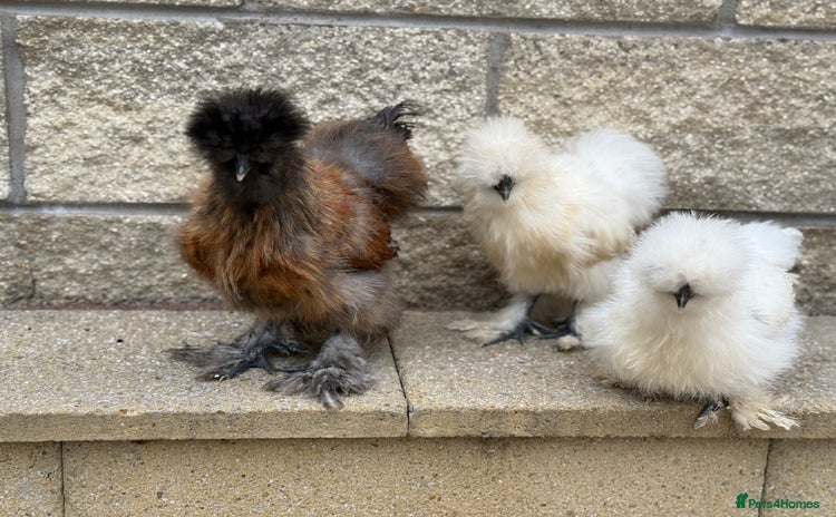 Chickens poultry - Advert 1