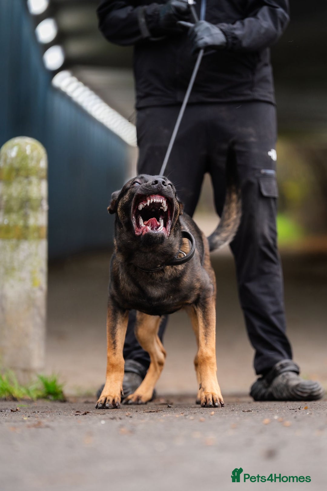 Belgian Shepherd Dog dogs for sale: Herder Bones 🦴 - Advert 1