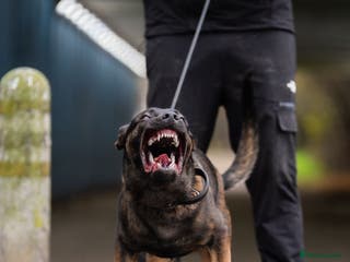 Belgian Shepherd Dog dogs Herder Bones 🦴 - Advert 1