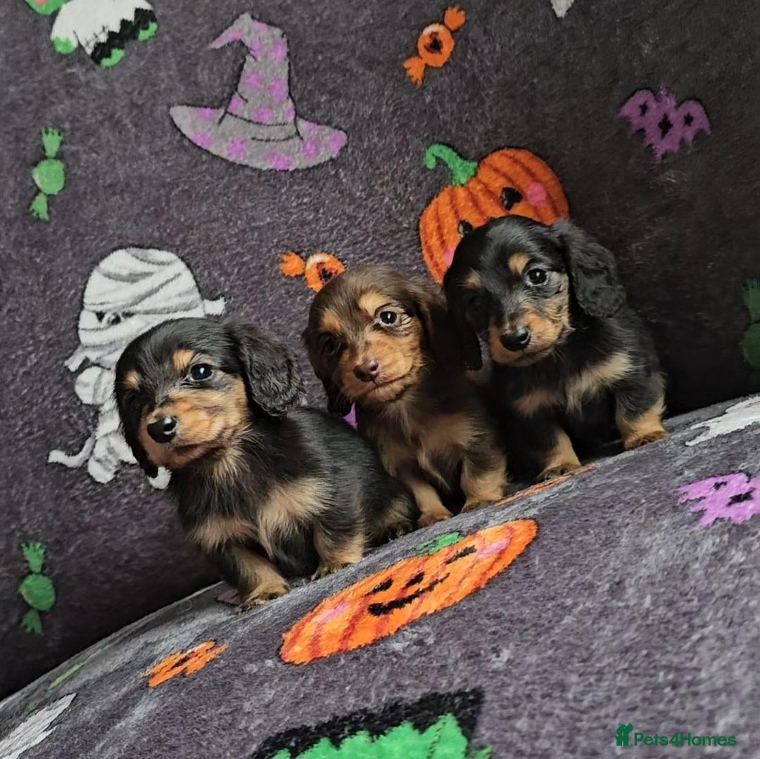 Miniature Dachshund dogs for sale: 3 male mini longhair dachshund puppies  - Advert 15