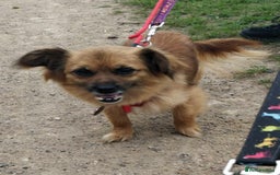 Mixed Breed dogs for adoption: Lottie seeks forever home  - Image 4