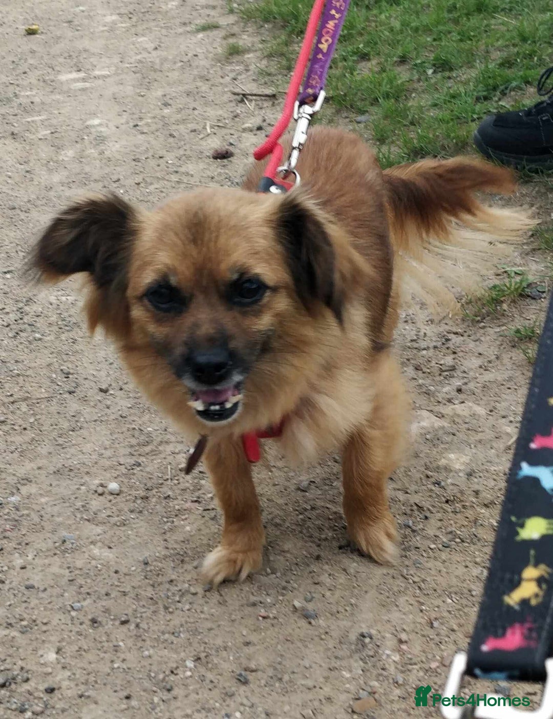 Mixed Breed dogs for adoption: Lottie seeks forever home  - Image 4