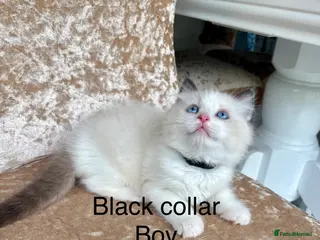 Ragdoll cats Beautiful ragdoll kittens - Advert 3