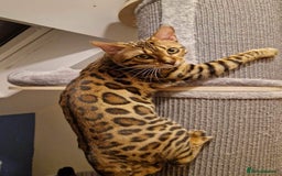 Bengal cats for sale: Amazing King 😻 - Image 4