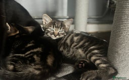Mixed Breed cats for sale: Beautiful male tabby - Image 2