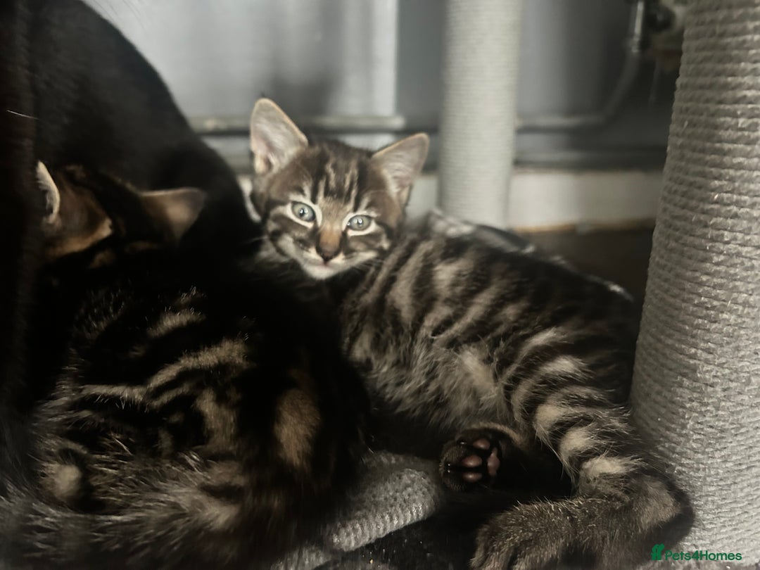 Mixed Breed cats for sale: Beautiful male tabby - Image 2