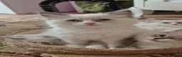 Ragdoll cats for sale: Ragdoll kittens are looking for forever home - Advert 6