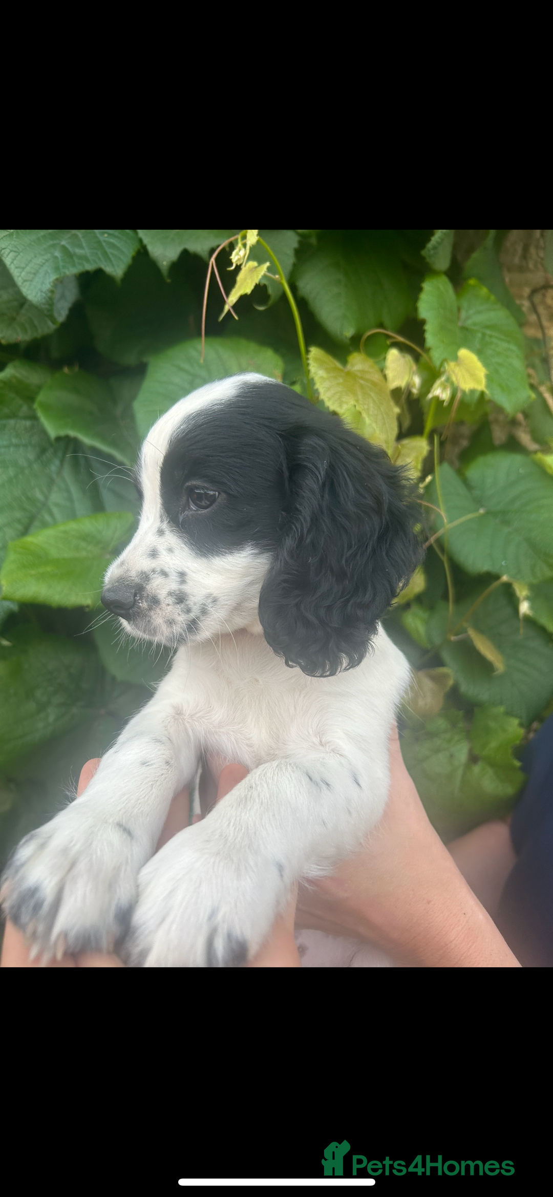 Cocker Spaniel dogs for sale: KC registered working Cocker Spaniel puppies - Image 26